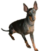 Toy Manchester Terrier