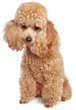 Toy Poodle