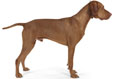 Vizsla