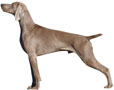 Weimaraner