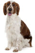 Welsh Springer Spaniel