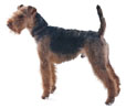 Welsh Terrier