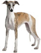 Whippet