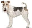 Wire Fox Terrier