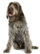 Wirehaired Pointing Griffon